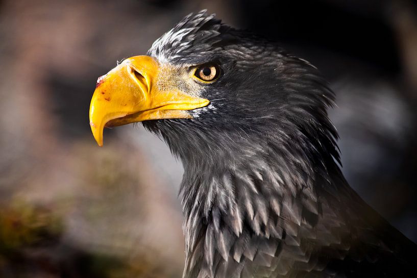 The head of an eagle with a beak in the blood of freshly eaten prey, severe eagle look. by Michael Semenov