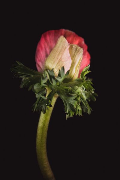 Fine art Anemone by Sandra Hazes