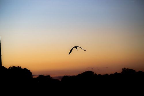 Silhouette d'une cigogne