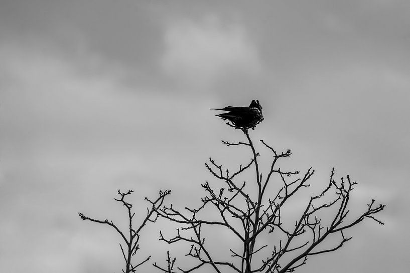 Corbeau sur une branche chauve sous un ciel menaçant par Femke Ketelaar