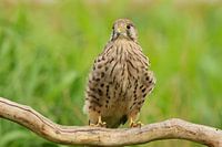 Portrait photo of a kestrel