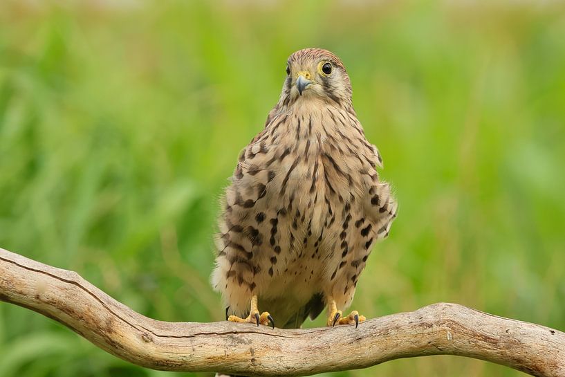 Portrait photo of a kestrel by Anjella Buckens