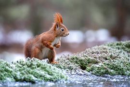 Eichhörnchen im Winter von Eva Bos