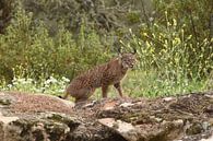 Iberische lynx van Frank Heinen thumbnail