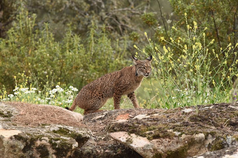 Iberische lynx van Frank Heinen