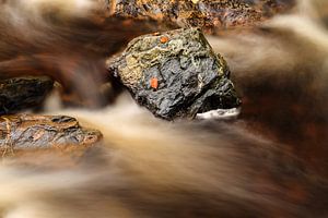 Rots in de Ardennen sur Marcel Tuit