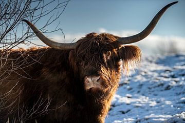 Schottischer Highlander im Schnee von Paula Romein