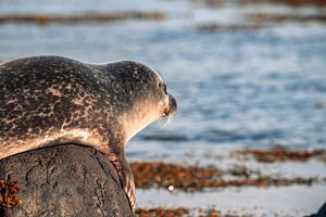 Les voiles sur la plage rocheuse d'Islande