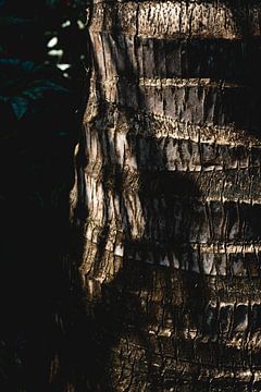 Schaduwlijnen op Hout van Femke Ketelaar