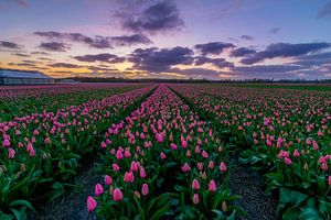  Tulpen aus Holland von Ardi Mulder