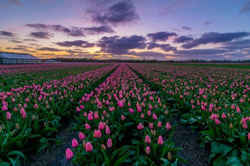  Tulipes de Hollands