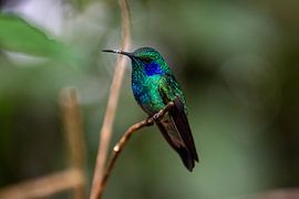 Blaublütenkolibri von Isis van de Put