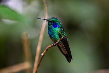 Blauwgroene kolibrie van Isis van de Put