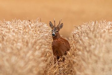 a roebuck (Capreolus capreolus) stands in a wheat field in a lane of traffic by Mario Plechaty Photography