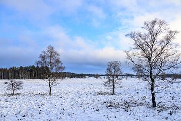 Paysage hivernal de neige dans une lande enneigée en hiver dans la nature sur Sjoerd van der Wal Photographie