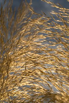 Herbe de la pampa dorée, nuages ​​et lumière du soleil 2 sur Adriana Mueller