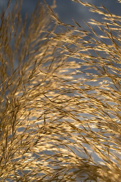 Golden pampas grass, clouds and sunlight 2 by Adriana Mueller