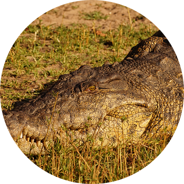 Krokodil in de zon van Erna Haarsma-Hoogterp