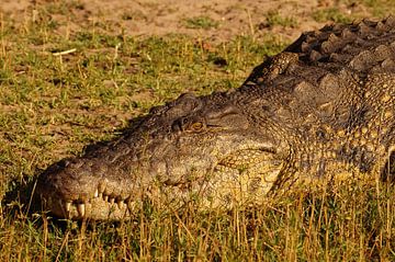 Krokodil in de zon sur Erna Haarsma-Hoogterp