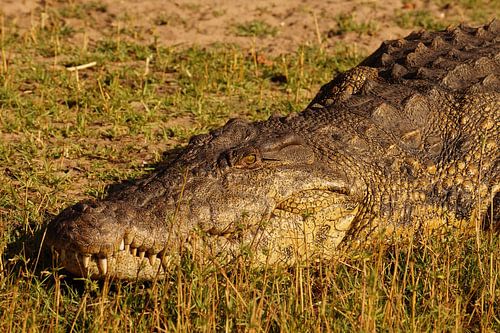 Krokodil in de zon