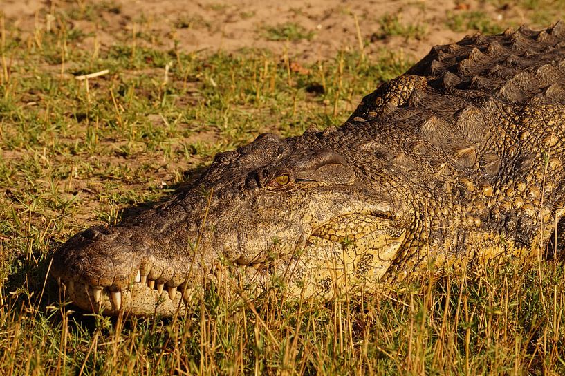 Krokodil in de zon von Erna Haarsma-Hoogterp