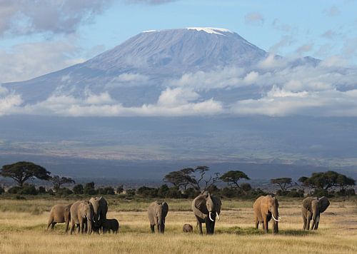 Éléphants du Kilimandjaro sur Roland Smeets