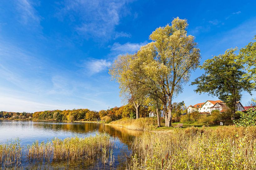 Trees on Lake Plau in the town of Plau am See by Rico Ködder