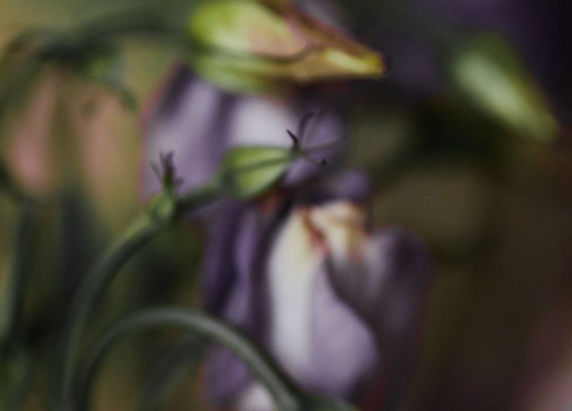 bloemen van Aimé de Clercq