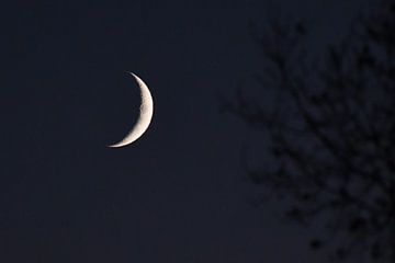 Zie de maan schijnt (bijna) door de bomen van Henk de Boer
