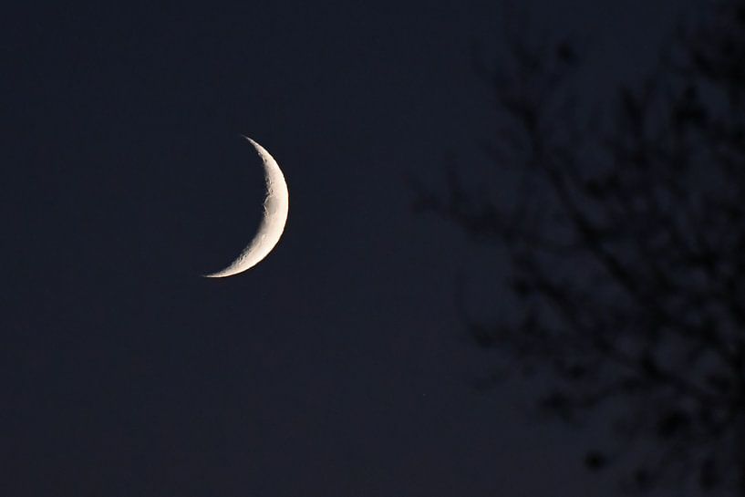 See the moon shining (almost) through the trees by Henk de Boer