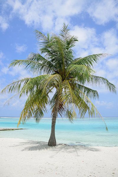Typisch paradijselijk beeld van Frank's Awesome Travels