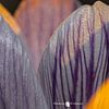 Krokus abstract van Remco Ditmar