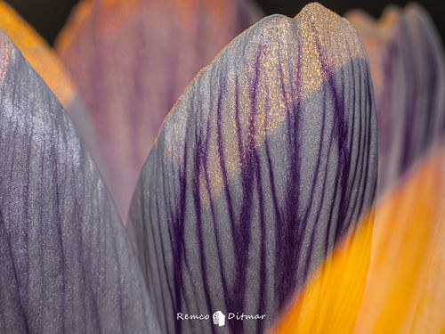Crocus abstract