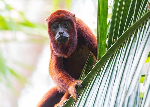 Singe hurleur rouge à proximité