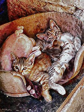 Kitten Overvloed aan schattigheid van Dorothy Berry-Lound