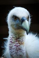 Vulture