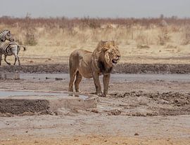Lion in Namibia, Africa by Patrick Groß