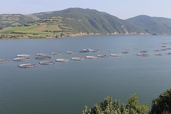 Forrel kweken samsun 