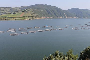 Forrel kweken samsun