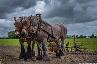 Draft horse and plough