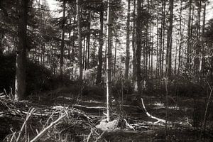 forêt 27
