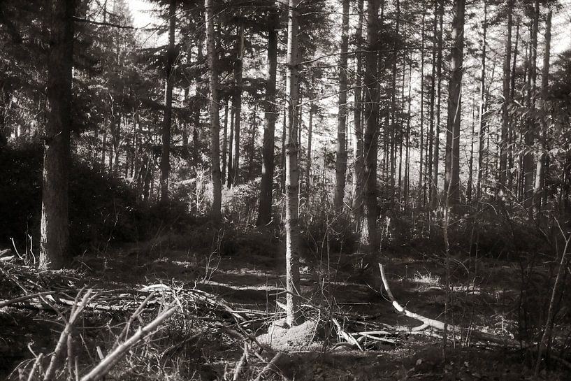 Wald 27 von Albert Hartwig