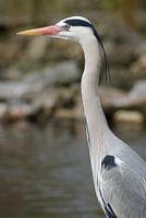 Reiger