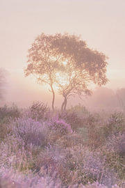 Un rêve violet