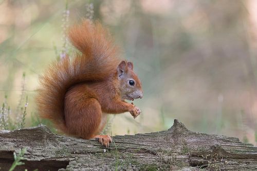 Eekhoorn zit op een boomstam 3