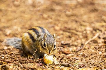 Le spermophile de Sibérie (Tamias sibiricus) sur Carola Schellekens