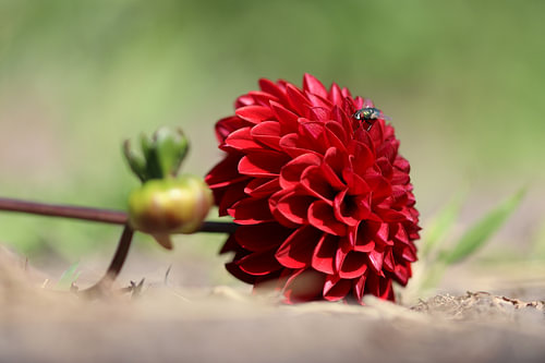 Dahlia