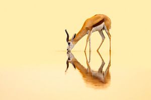 Durstiger Springbock bei Sonnenuntergang
