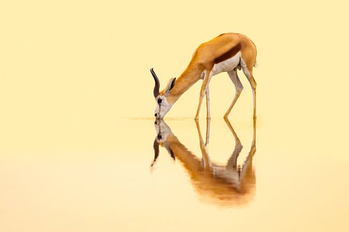 Dorstige Springbok bij zonsondergang