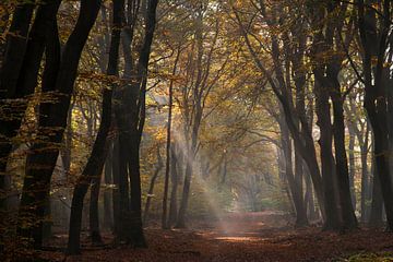 Sun rays in the autumnal forest by Barbara Brolsma